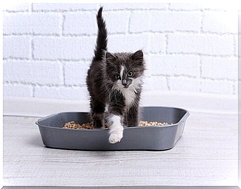 Kitten in the litter box