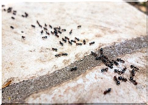 Assault of ants