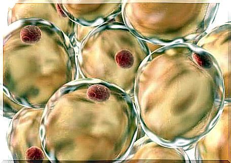 Fat cells in the human body.