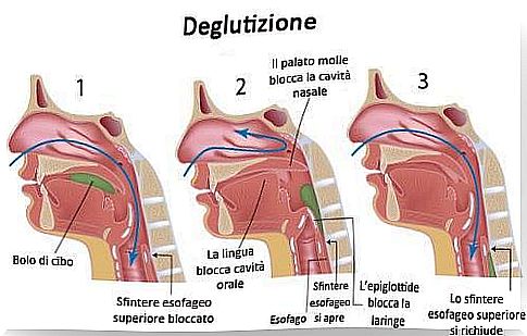 Heimlich maneuver in case of suffocation