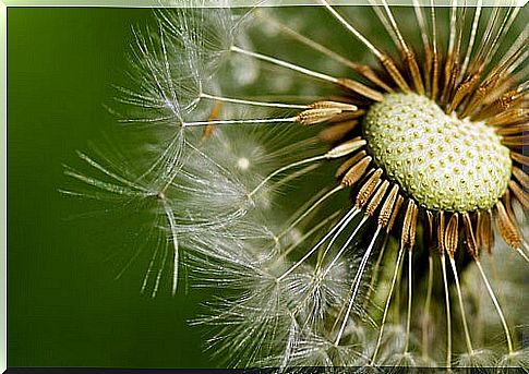 Dandelion