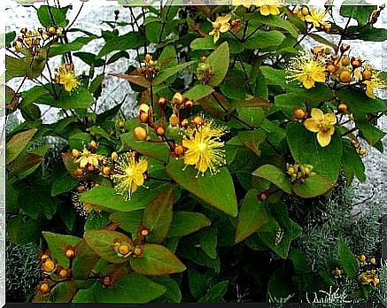 Hypericum