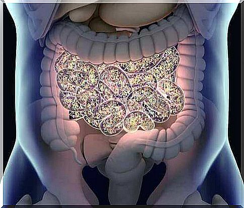 Intestinal bacteria.