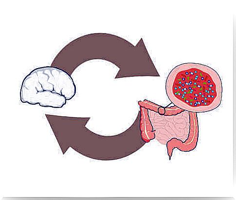 Illustration of the interaction between intestinal bacteria and cevello.