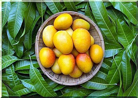 Mango in case of constipation: benefits and how to consume it