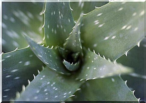 Aloe vera plant