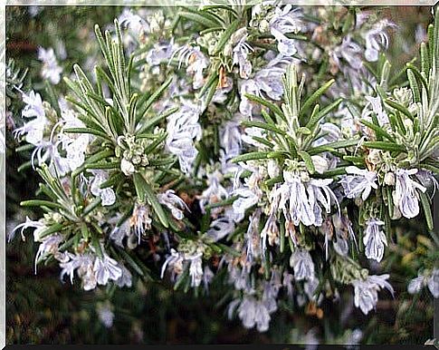 rosemary for moisturizing body cream