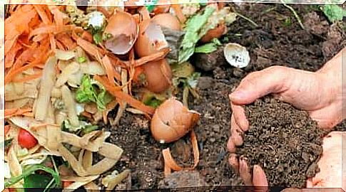 Compost with which to fertilize the soil