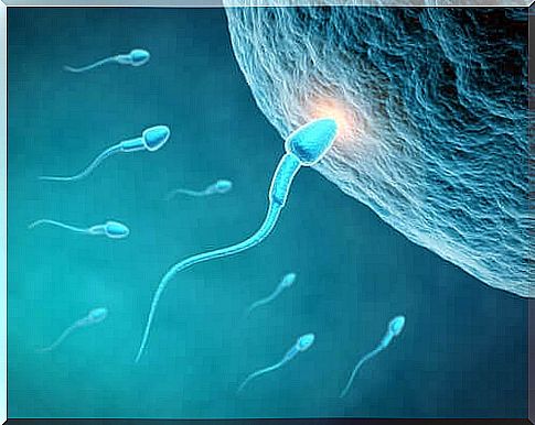 Sperm quality and nutrition