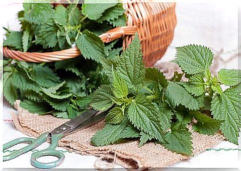 Nettle