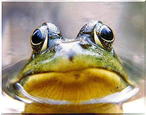 The cooked frog principle: what is it all about?