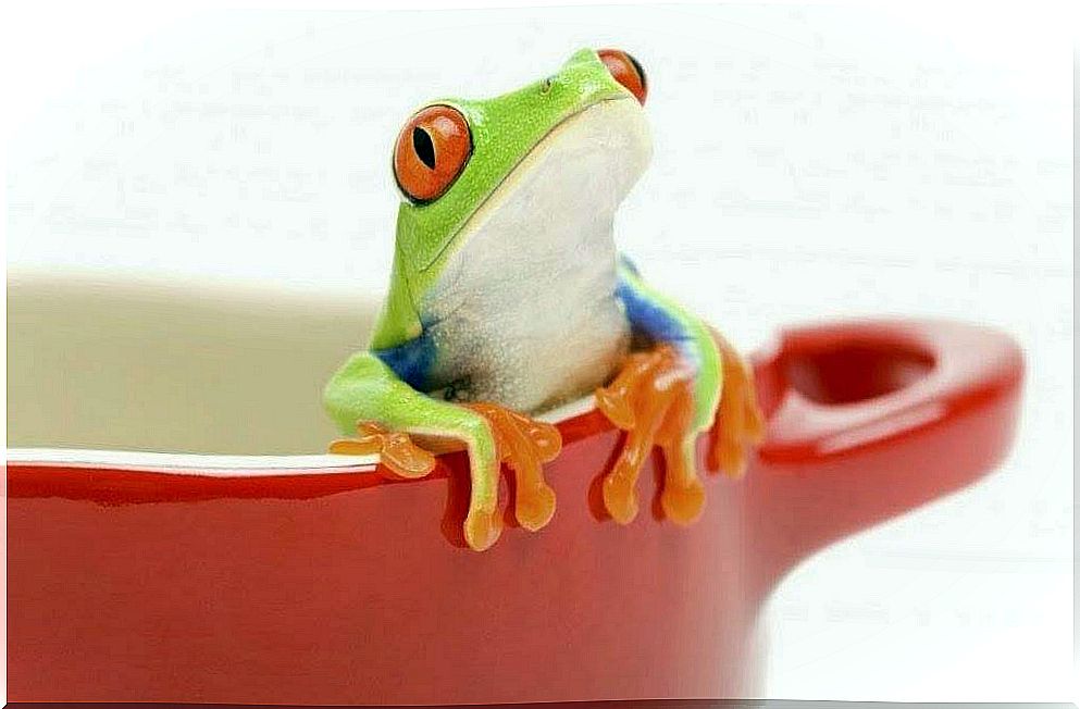 frog in the pot