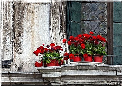 Types of flowers suitable for a balcony garden