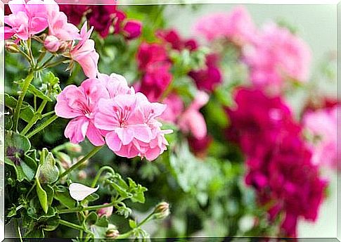 The geranium on the balcony