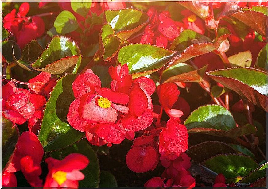 begonias on the balcony